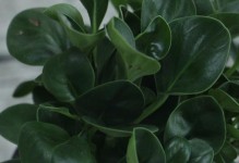 冬季如何防冻豆瓣绿？（豆瓣绿冬季保护攻略）