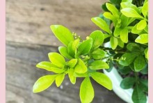 养护米兰的必备指南（关键步骤和技巧让你的米兰常保青春与健康）