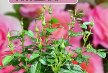 多头开花植物的修剪技巧（打造美丽花园的关键——多头开花植物修剪）