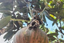 板栗种植时间与生长周期详解（如何选择适合种植板栗的时间？板栗生长过程中的注意事项有哪些？）