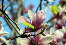 红玉兰一年开几次花？（探秘红玉兰花期及其特点）