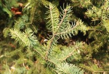 松树的分类与特征（裸子植物中的松树）
