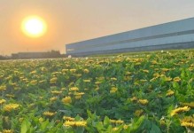 蒲公英（打造自家院子的美丽与实用/种植技巧与管理要点）