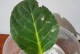 延长花朵的寿命（教你如何让花朵保持鲜艳更久——）