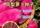 萝卜的最佳种植时间（了解萝卜的种植时机，提高收成）