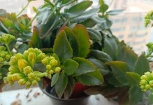 探究长寿花枝条细软的原因与解决方法（探寻长寿花长势不佳的根源，以及如何改善）