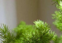 蓬莱松养殖指南（生长快速，易于管理的常绿植物）