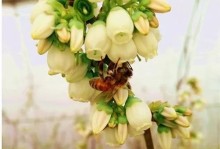 蓝莓树的开花过程（从芽生到开花，蓝莓树的美丽转变）