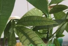 发财树怎样浇肥最佳？（教你选对肥料，让发财树旺旺旺！）