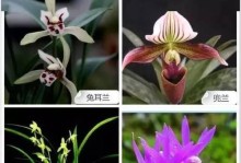 如何区分不同品种的兰花（通过观察兰花的外观和特征进行分类）