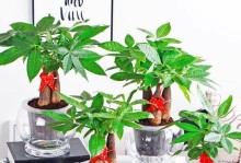 家中水养植物树的养护指南（快乐悦目的室内绿化环境，全面解析家中水养植物树的养护方法）