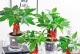 家中水养植物树的养护指南（快乐悦目的室内绿化环境，全面解析家中水养植物树的养护方法）