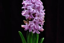 风信子的花期与生长习性（了解风信子，合理栽培，享受花海盛宴）