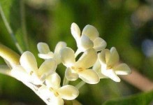 小心！居家养护桂花需注意的毒性问题（了解桂花的毒性及如何正确养护）