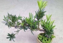 冬季罗汉松养护的秘籍（打造健康繁茂的罗汉松，关键在于冬季的科学养护）