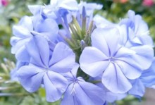 秋天适合种植的花种（打造秋日庭院，品味花海盛宴）