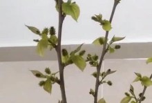 果桑修剪方法详解（让果桑得以茁壮成长的技巧）