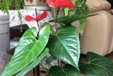 室内红掌盆栽的养殖技巧（打造一个健康美丽的红掌盆栽家）