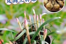 风雨兰繁殖方法与注意事项（打造属于自己的花园世界）