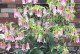 室内种植风铃草的优缺点（打造舒适居住环境的必备之选）