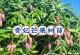 芒果秧的栽培方法及技巧（从选种到管理，教你成功种植芒果秧）
