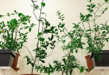 夜来香——香气四溢的美丽植物