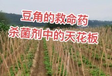 春季豆角种植全攻略（时间方法一网打尽，让你的豆角丰收在望）