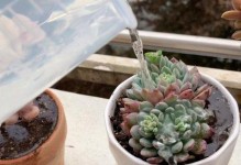 多肉上盆期间的正确浇水方法（养护多肉，从浇水开始）