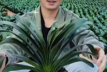 君子兰栽种（为你详解君子兰栽种的深浅盆选取技巧）