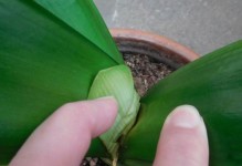 小心！君子兰果实有毒（毒性、危害及防范措施）