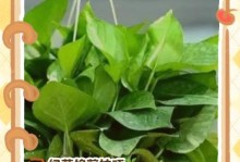 绿萝繁殖的秘诀（学会这些方法，让你家的绿萝茂盛生长）