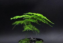 办公室门口放什么植物风水好？（增加桃花运的秘诀！）