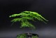 办公室门口放什么植物风水好？（增加桃花运的秘诀！）