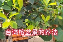 如何养护酸角树盆景——打造一片绿色的天堂（从选购到养护，掌握关键技巧助您成功养成美丽盆景）