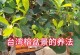 如何养护酸角树盆景——打造一片绿色的天堂（从选购到养护，掌握关键技巧助您成功养成美丽盆景）