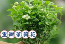 茉莉花如何正确浇水？（茉莉花浇水的技巧和注意事项）