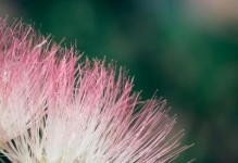 合欢花的花语与含义（探寻合欢花的神秘世界）
