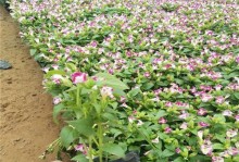 夏堇花的养殖技巧与注意事项（打造迷人花海，享受夏堇花的美丽与香气）