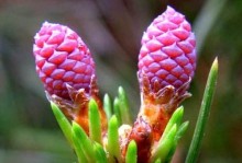 马尾松——裸子植物之一（探究马尾松的植物属性）