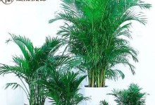 散尾葵的光照喜好（喜阳还是喜阴？探究散尾葵的生长习性）