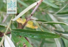 沙棘树的开花结果（了解沙棘树的花期与果实成熟时间）