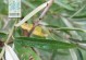 沙棘树的开花结果（了解沙棘树的花期与果实成熟时间）