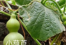 葫芦种植条件详解（适合葫芦生长的环境与栽培技巧）