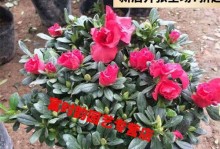 冬季户外绿植的养护指南（打造绿意盎然的冬季户外空间）
