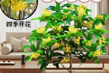 四季桂的家庭养法（打造美丽花园，）