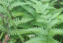 蕨叶枯萎的原因及处理方法（探究蕨叶枯萎的主要原因与有效的治疗方法）