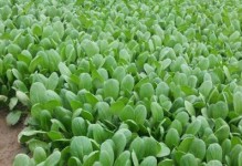 了解中国传统饮食文化之（种植汉菜的最佳时间、汉菜品种、种植技巧）